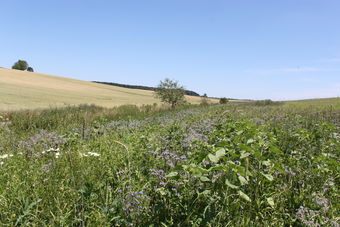 Blhstreifen 