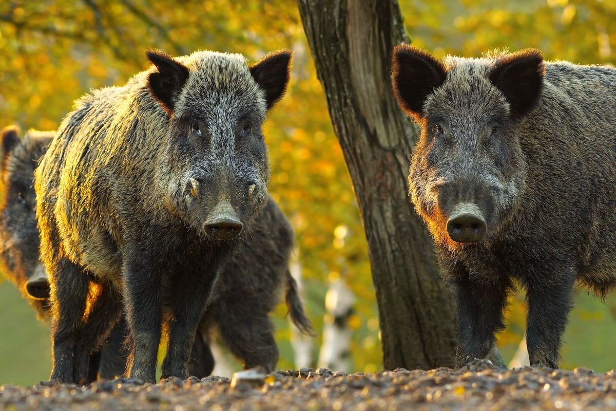  Wildschweine